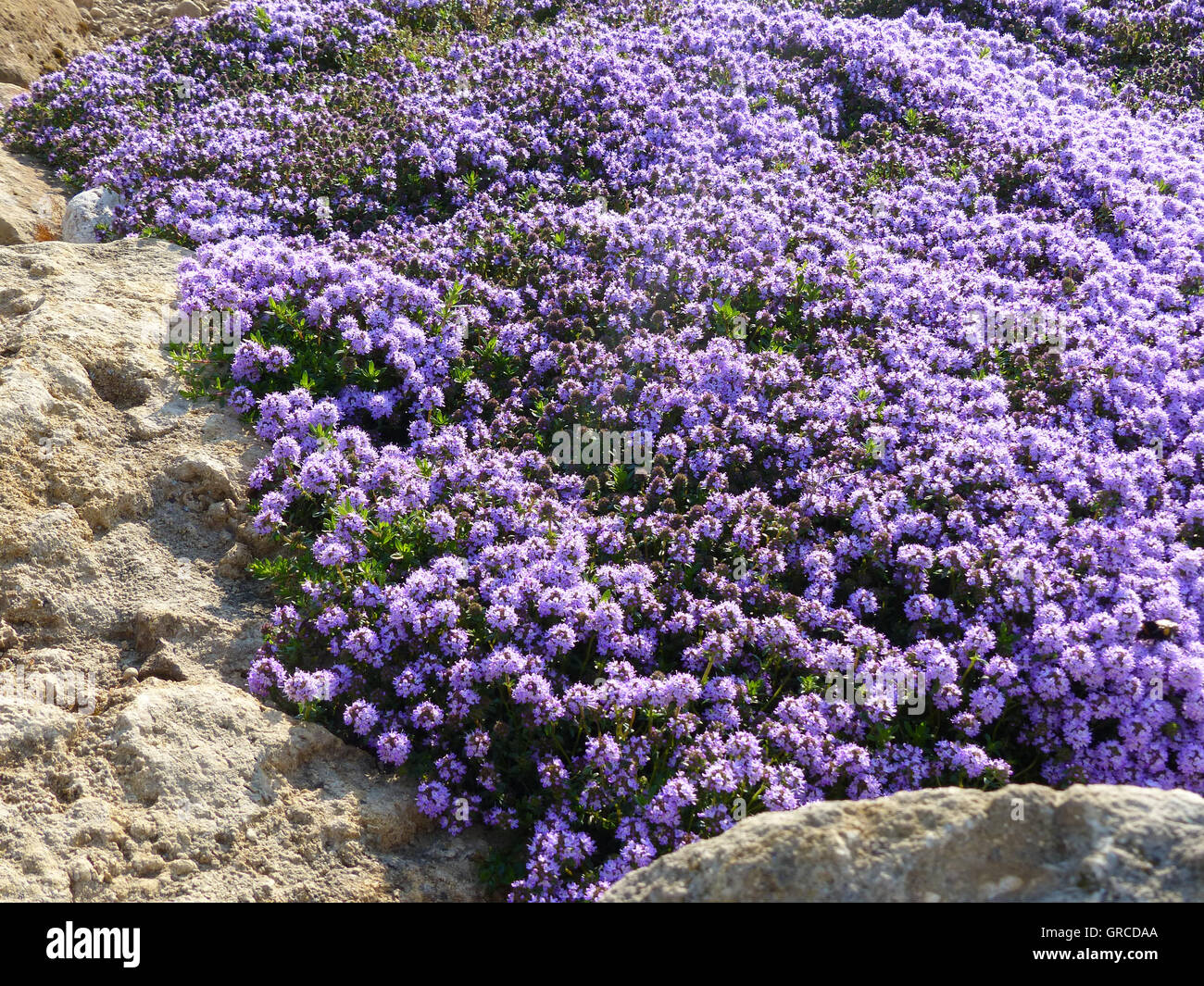 Thym Rampantes Creeping thyme Banque de photographies et d’images à haute résolution ...