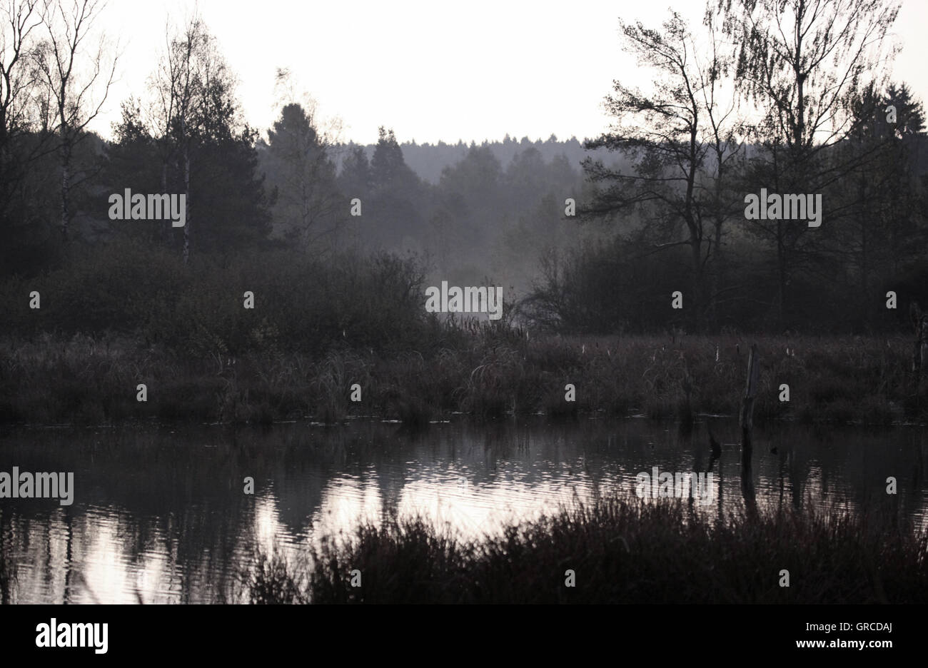 L'humeur sombre en début de matinée dans Moss Schwenninger Banque D'Images