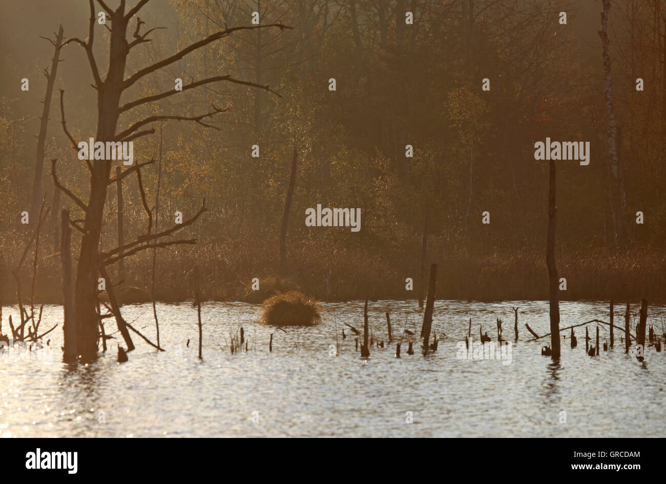 Moor Lake dans Moss Schwenninger, renaturation, Source de la rivière Neckar Banque D'Images