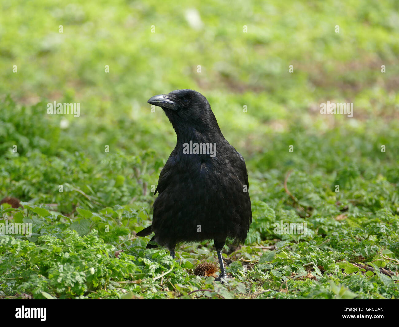 Grand Corbeau, Corvus corax Banque D'Images