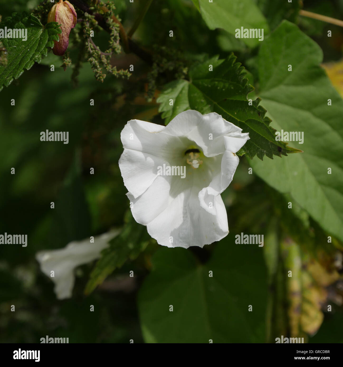 Calystegia sepium liseron, Great White, Funnel-Shaped, fleurs d'un diamètre de jusqu'à 5 cm, plante médicinale Banque D'Images