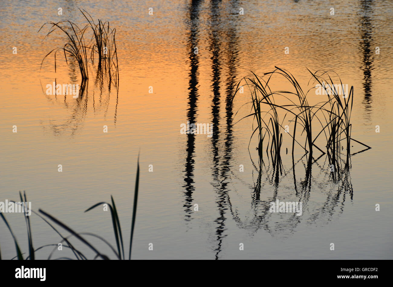 Traduit de l'herbe dans l'eau, Schwenninger Moos, origine de la rivière Neckar Banque D'Images