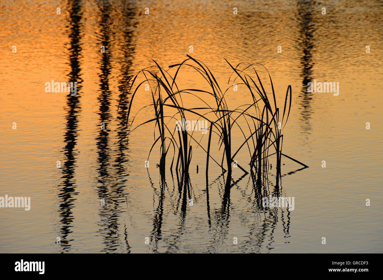Traduit de l'herbe dans l'eau, Schwenninger Moos, origine de la rivière Neckar Banque D'Images