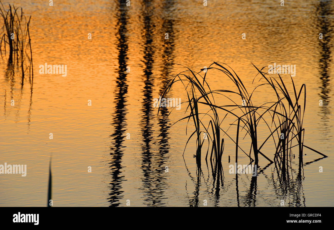 Traduit de l'herbe dans l'eau, Schwenninger Moos, origine de la rivière Neckar Banque D'Images
