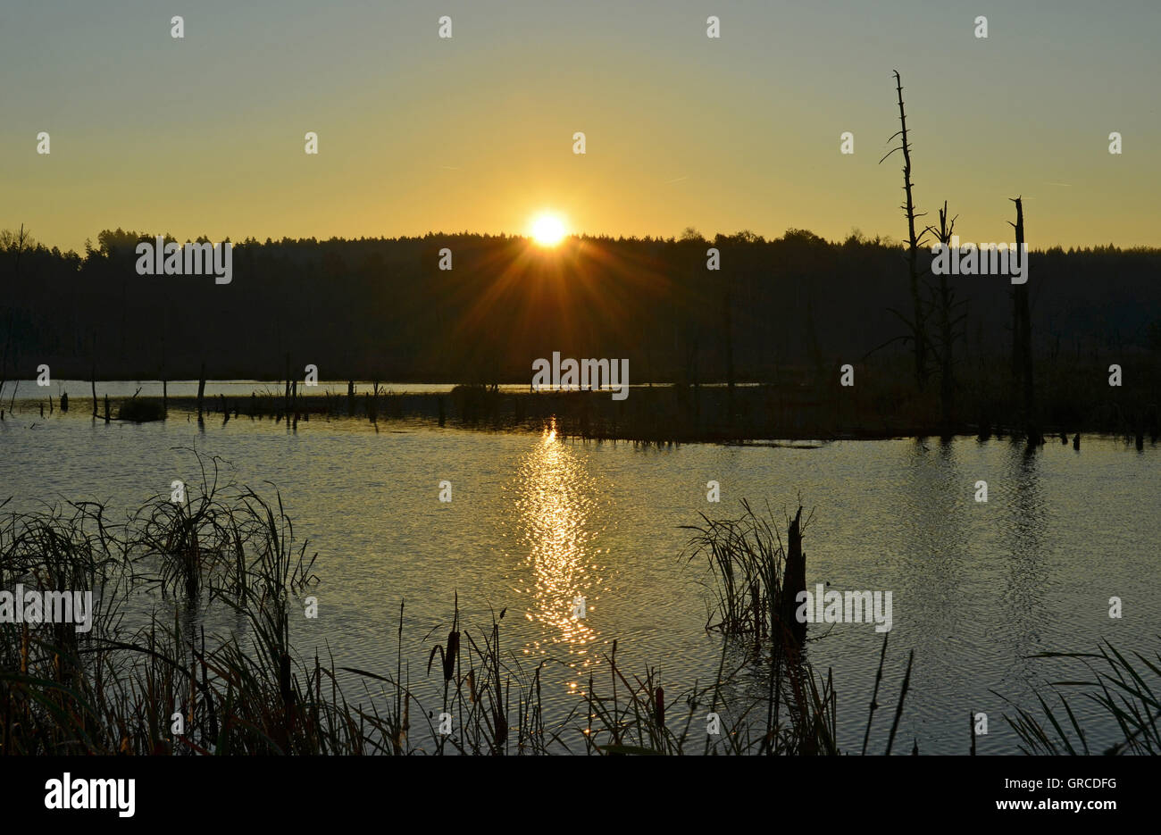 Tôt le matin dans la mousse Schwenninger, Villingen-Schwenningen, origine de la rivière Neckar Banque D'Images