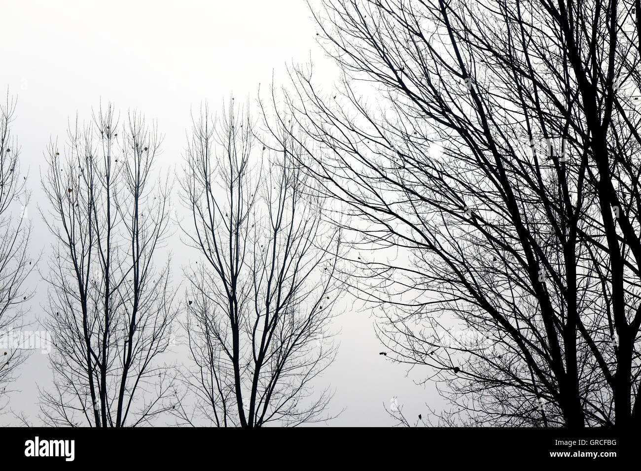 Les arbres en contre-jour brumeux Banque D'Images