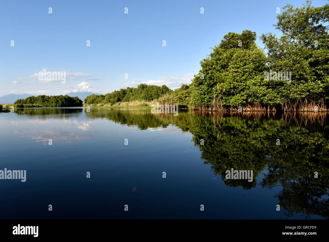 Les mangroves : réflexions sur les eaux calmes. Banque D'Images