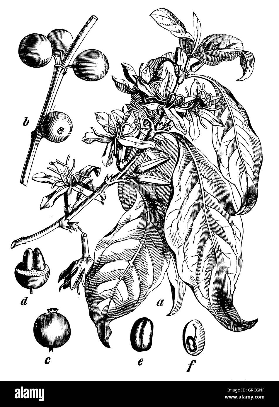 Usine de café Banque D'Images