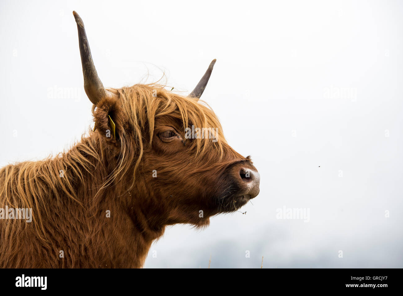 Portrait de côté d'une vache highland écossais rouge contre le ciel brumeux, l'Œil Visible Banque D'Images