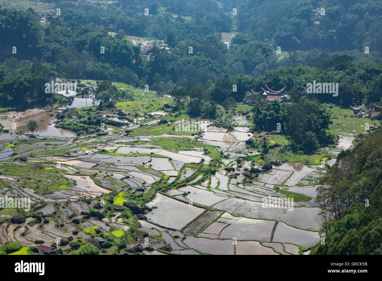 Vue depuis une colline au-dessus des terrasses de riz à différents degrés de maturité, Toraja, Sulawesi, Indonésie Banque D'Images