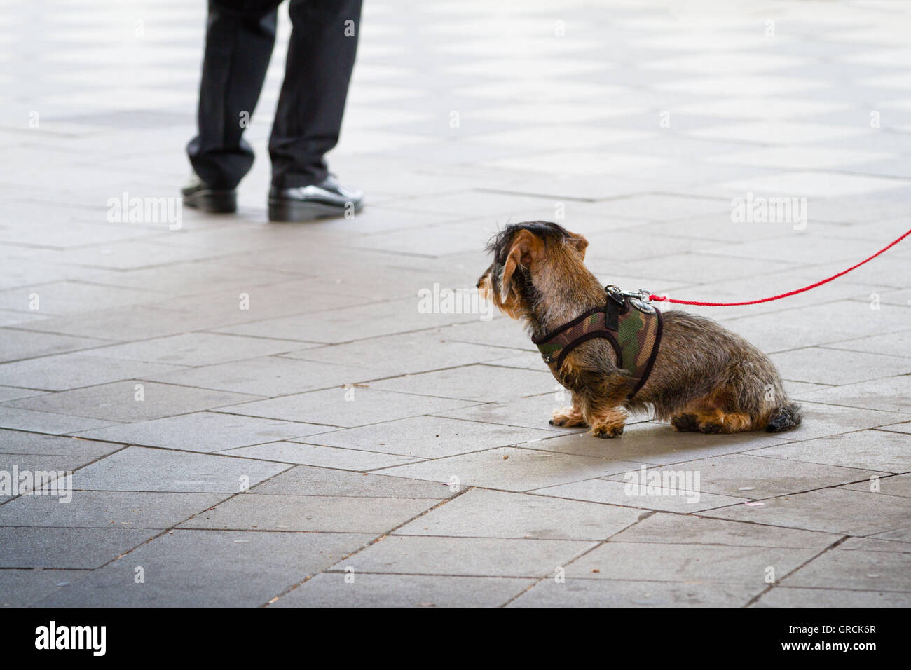 Chien abandonné, triste, les propriétaires de chiens Teckel Wire-Haired Banque D'Images