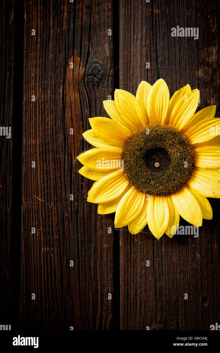 Le Tournesol artificiel Fleur le mur en bois foncé Banque D'Images