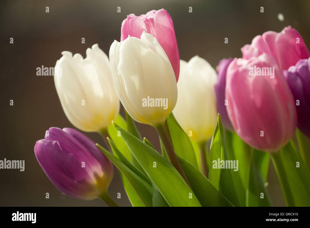 Bouquet de tulipes en rose , Mauve et blanc Banque D'Images
