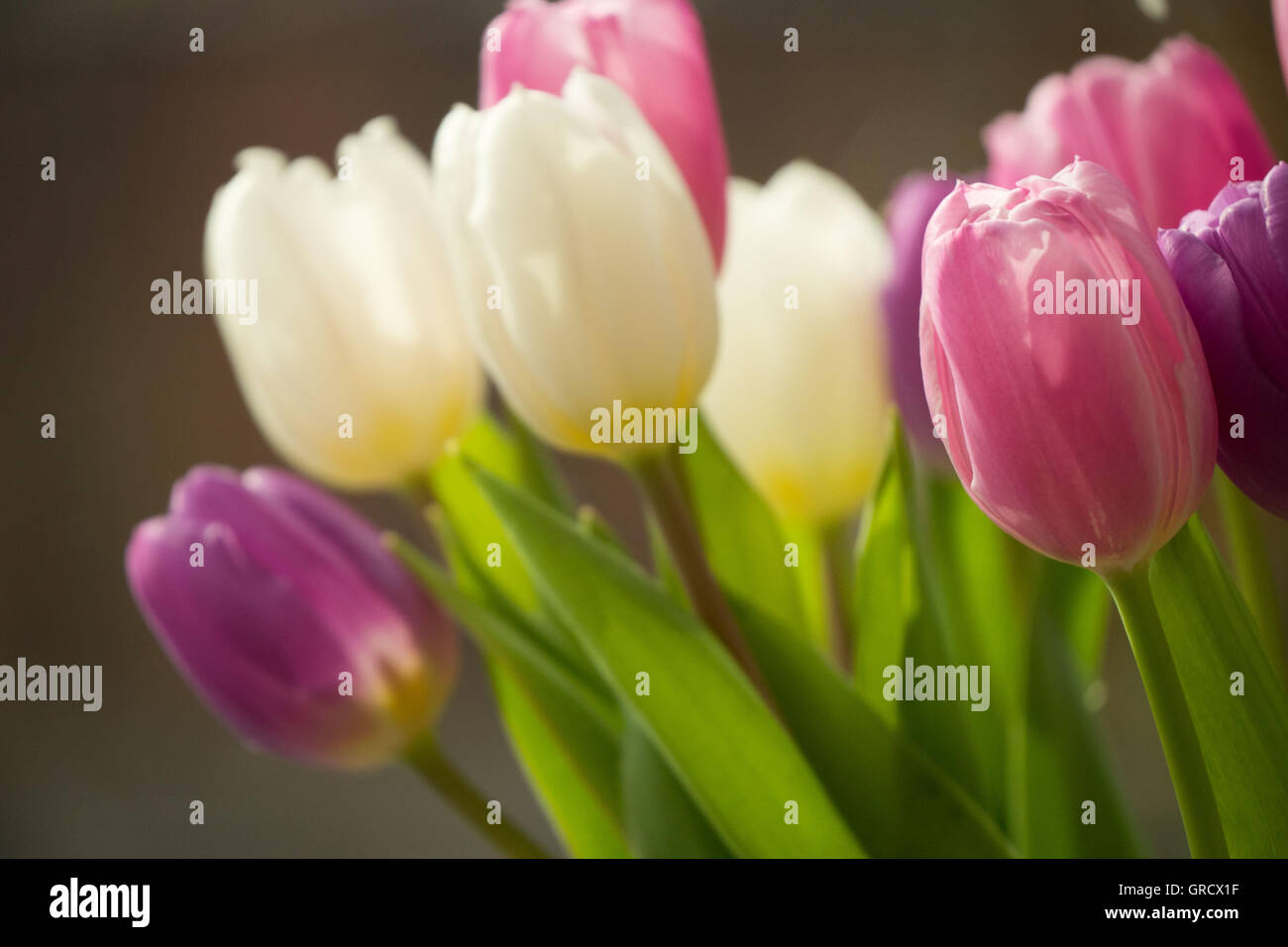 Bouquet de tulipes en rose , Mauve et blanc Banque D'Images