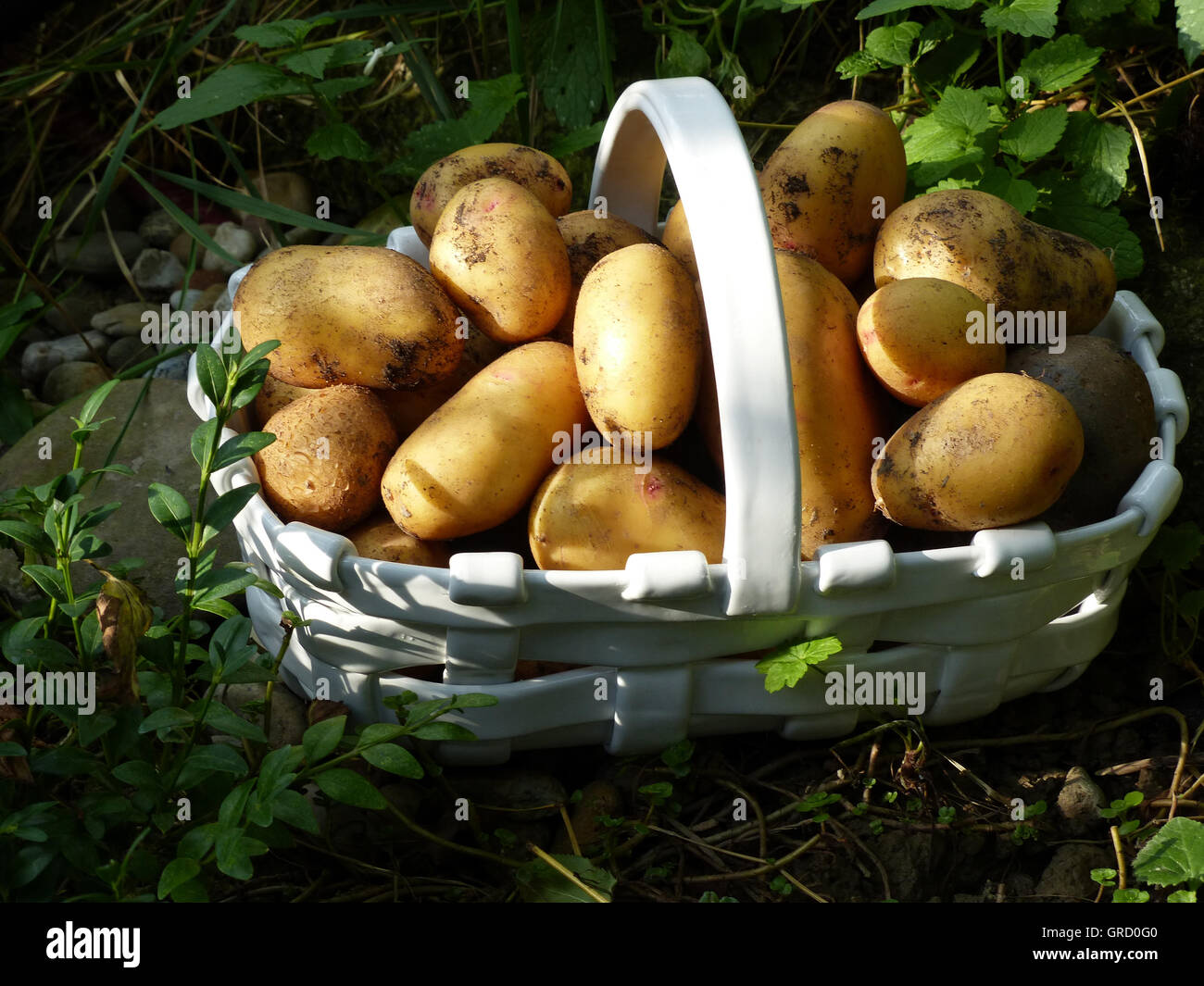 Juste des pommes de terre récoltées dans un panier de jardinage biologique Banque D'Images