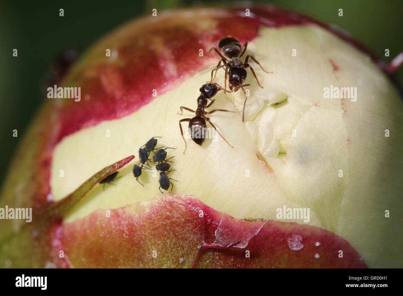 Deux Fourmis et quelques poux dans un bourgeon de fleur de pivoine Banque D'Images