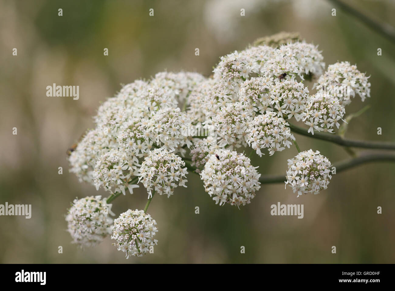 Floraison blanche ombelle, inflorescence Banque D'Images