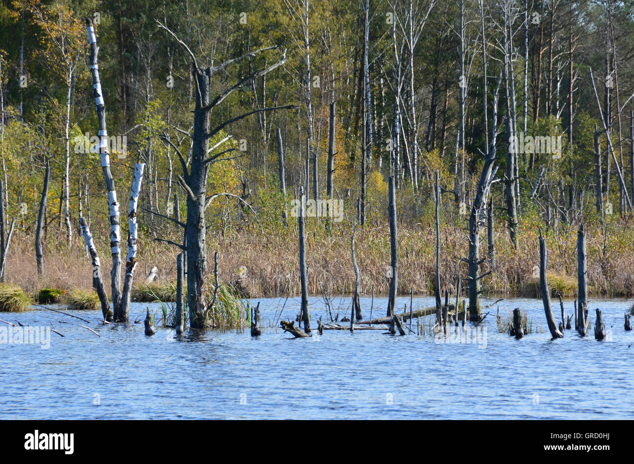 La renaturation dans Moss Schwenninger, Villingen-schwenningen, la renaturation de Moor, Bade-Wurtemberg, Allemagne, Europe Banque D'Images