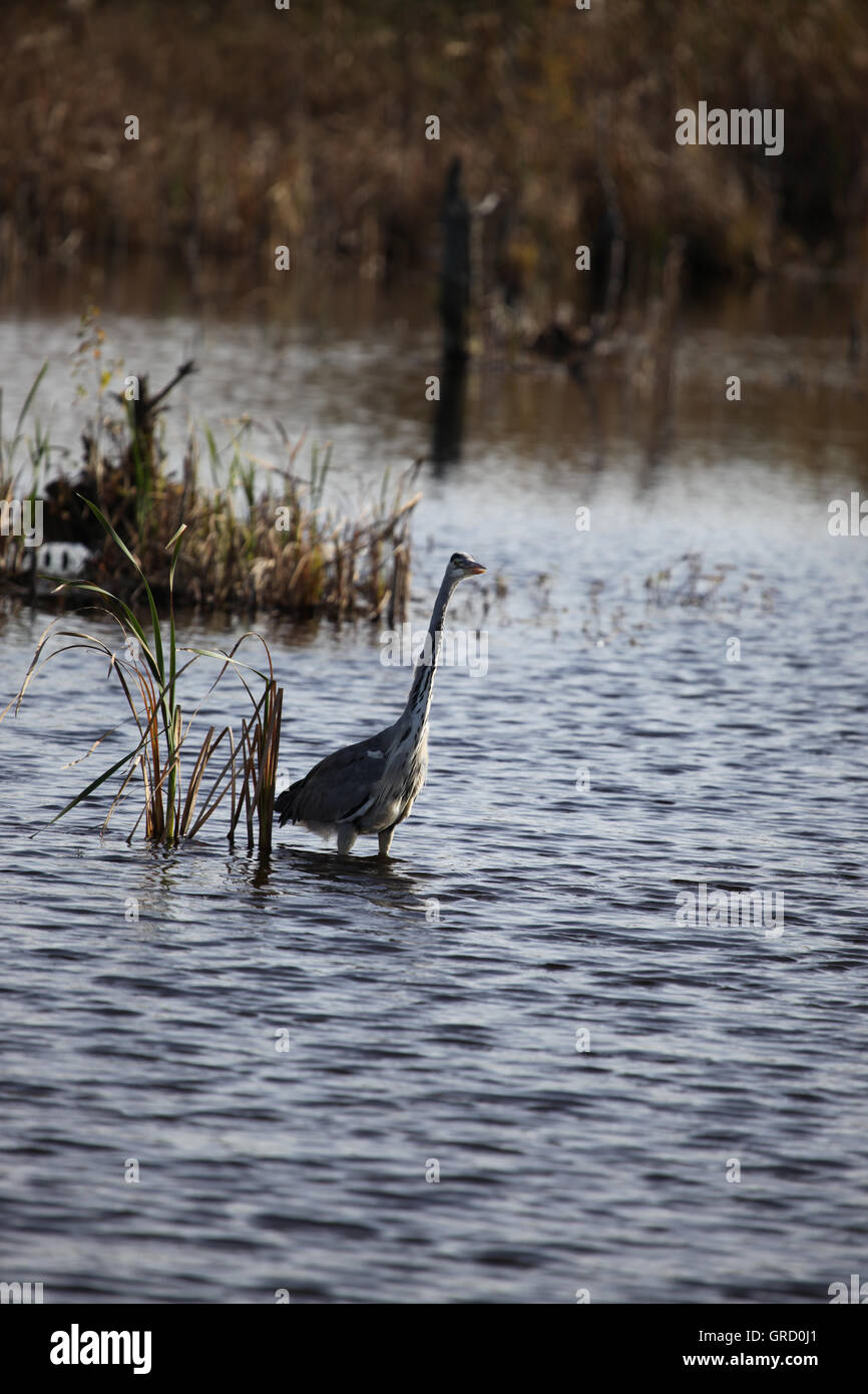 Les hérons de Schwenningen Villingen-schwenningen, Moss, la renaturation de Moor, Bade-Wurtemberg, Allemagne, Europe Banque D'Images