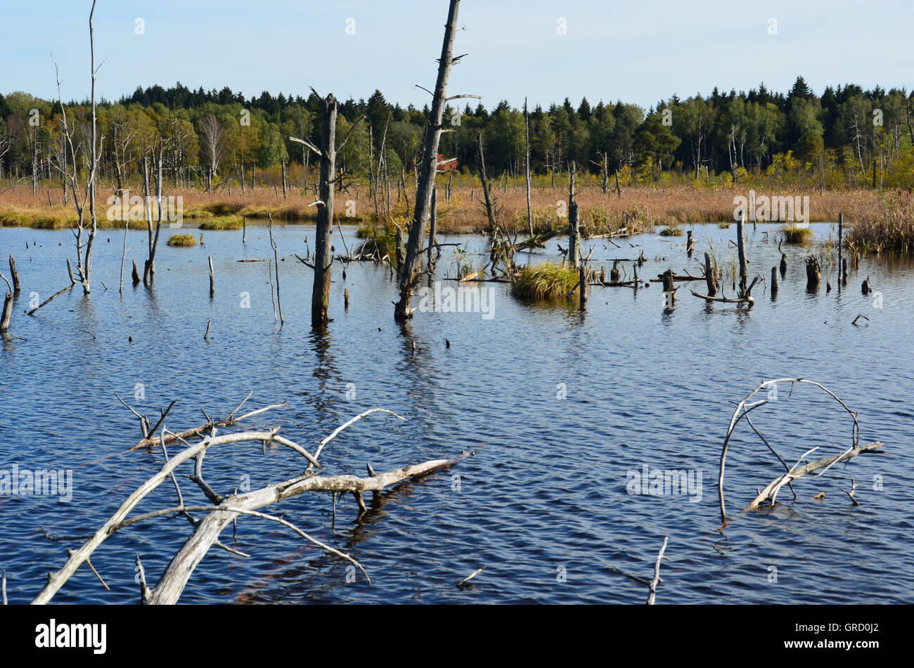 La renaturation dans Moss, Schwenningen Villingen-schwenningen, Allemagne, Europe Banque D'Images