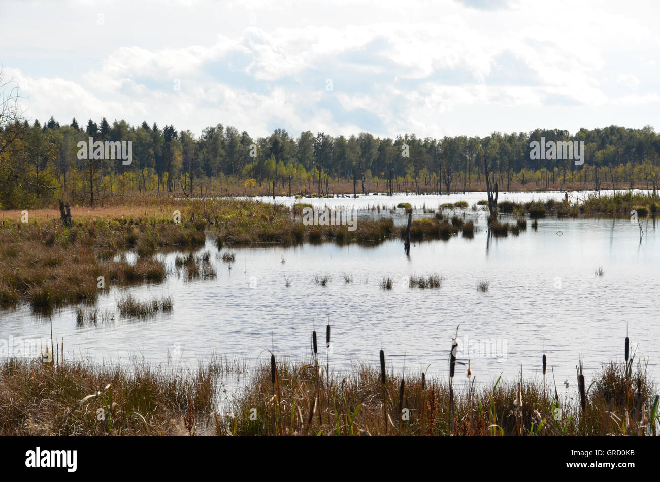 La renaturation dans Moss, Schwenningen Villingen-schwenningen, Allemagne, Europe Banque D'Images