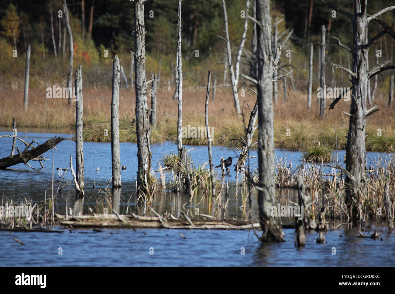 La renaturation de Schwenningen Villingen-Schwenningen, Moss, Germany, Europe Banque D'Images