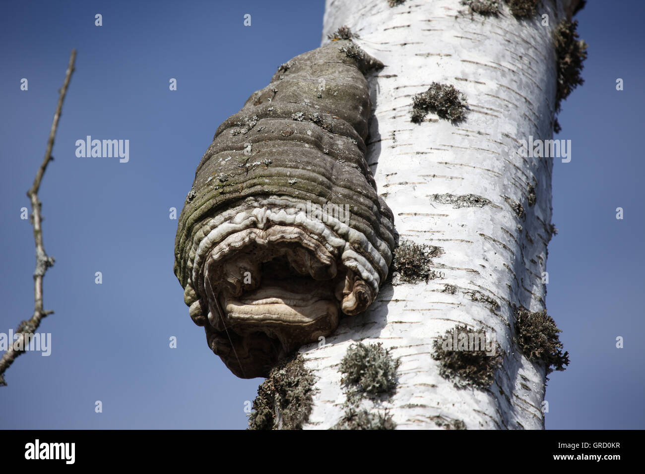 Grand arbre champignon sur un tronc de bouleau Banque D'Images