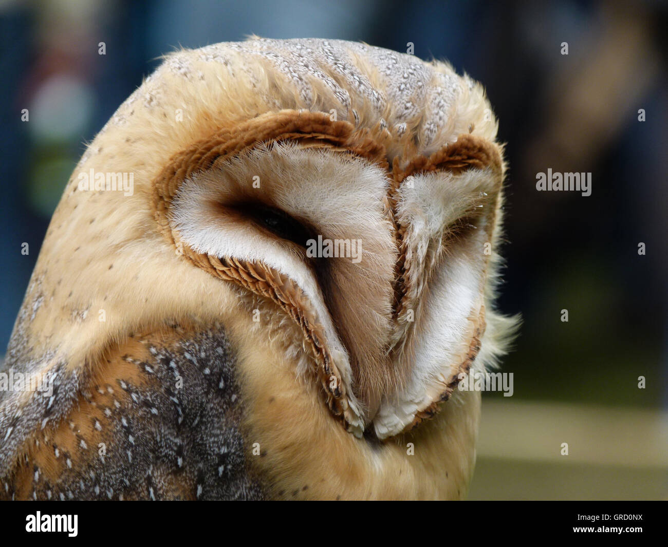 Barn Owl, Portrait Banque D'Images
