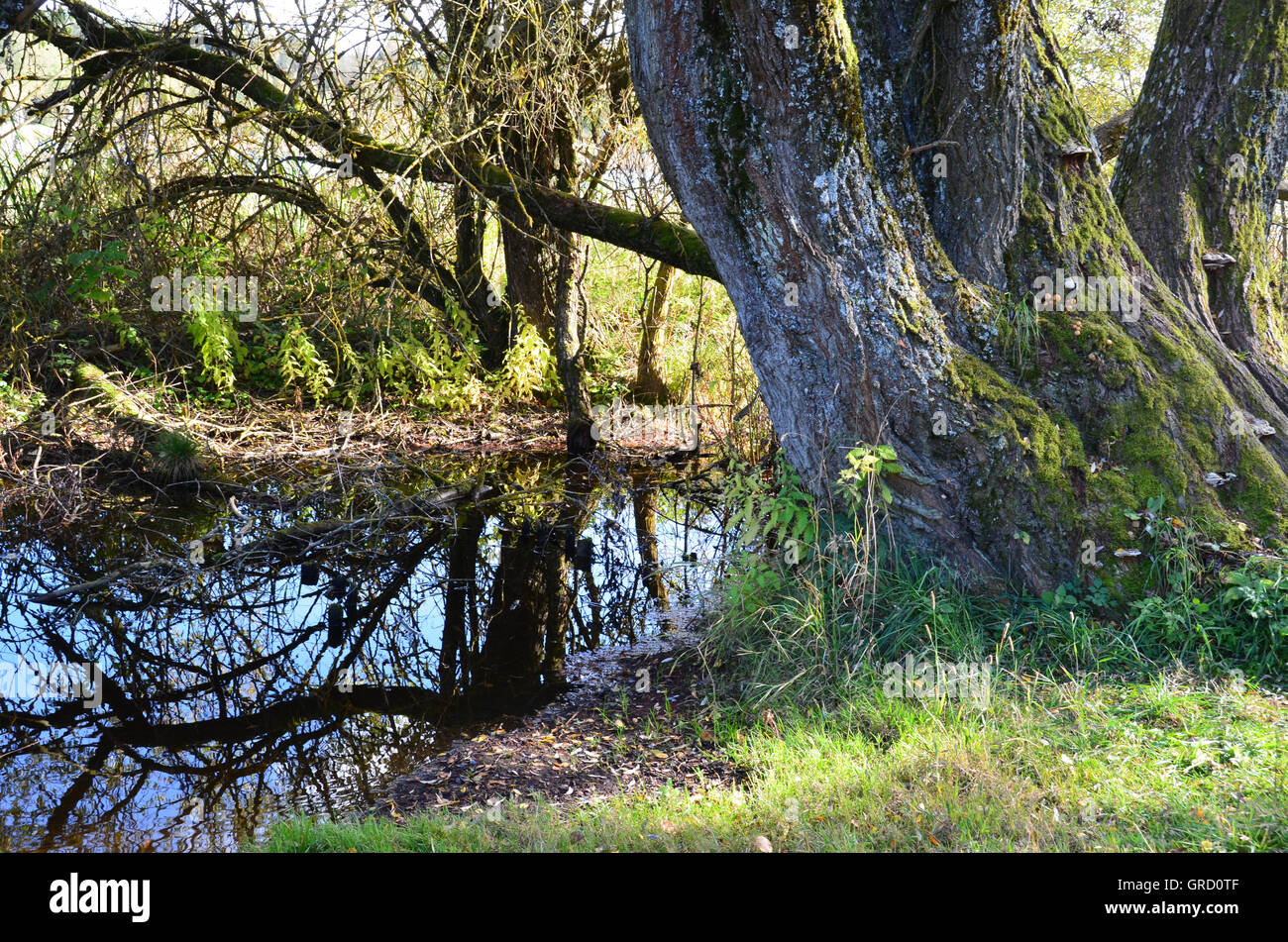 Beauté naturelle à Schwenningen Moss, vieil arbre sur l'eau, Villingen-Schwenningen, Bade-Wurtemberg, Allemagne, Europe Banque D'Images