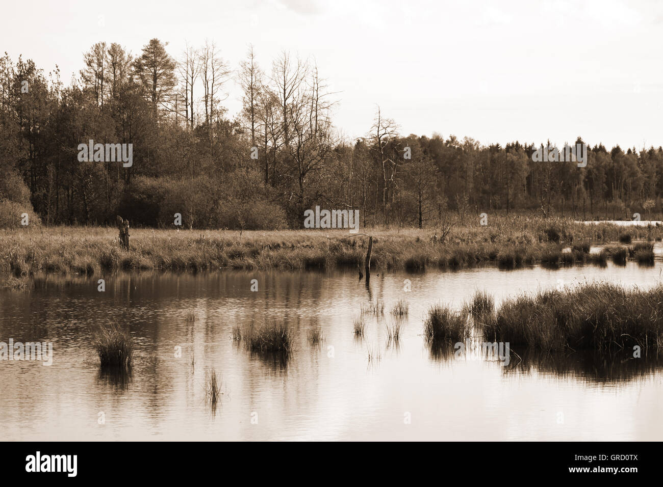 La renaturation dans Schwenninger Moos, Bade-Wurtemberg, Allemagne, Europe Banque D'Images