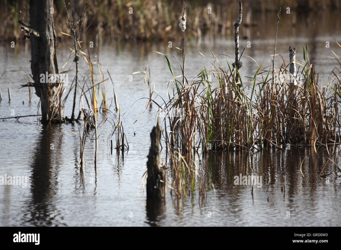 La renaturation de Schwenningen Moss, Bade-Wurtemberg, Allemagne, Europe Banque D'Images