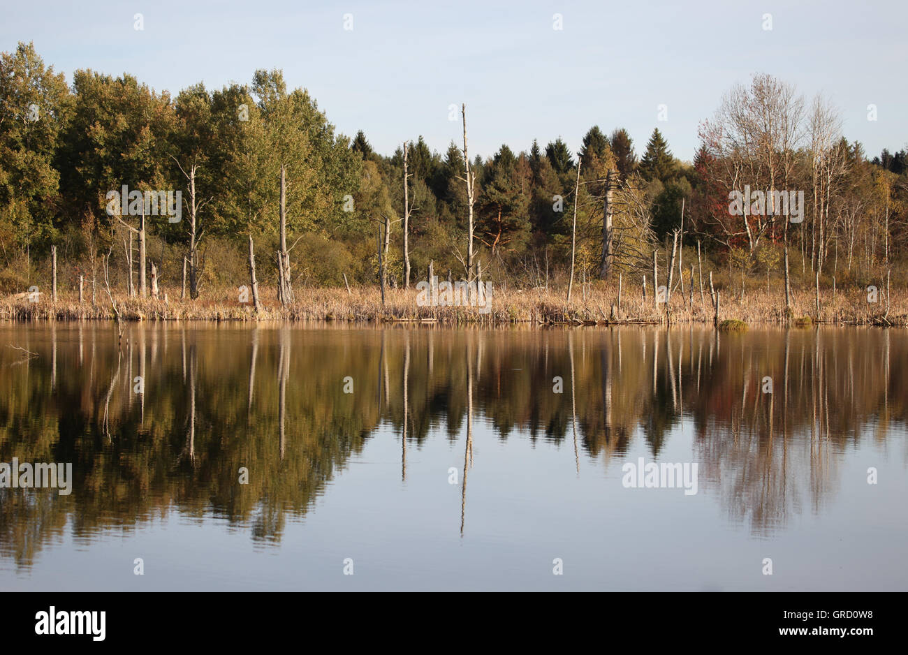 La renaturation, Baden-Wuerrtemberg Moss à Schwenningen, Allemagne, Europe Banque D'Images