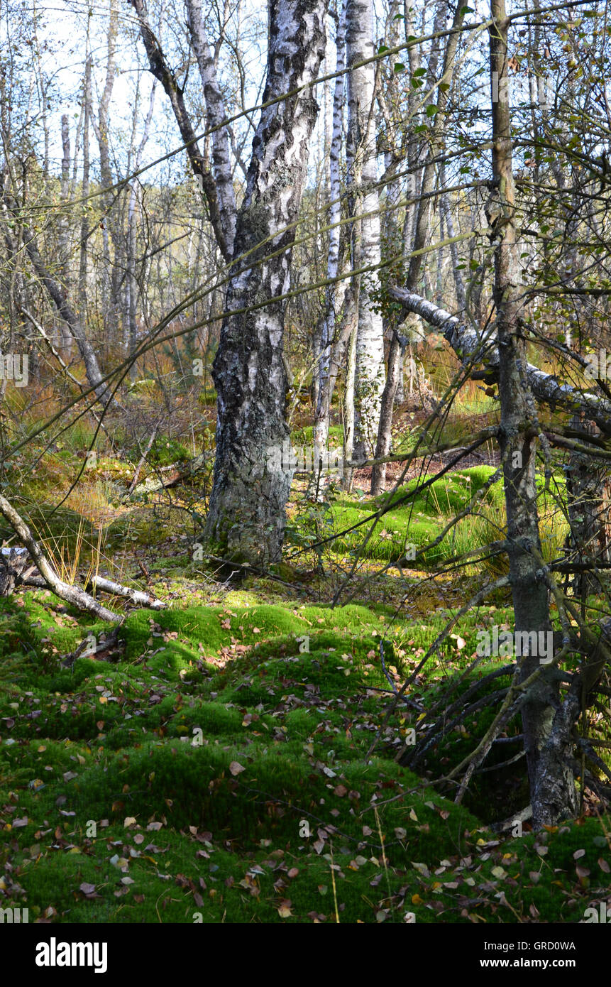 Forêt de bouleaux, des coussins de mousse, mousse à Schwenningen, Bade-Wurtemberg, Allemagne, Europe Banque D'Images
