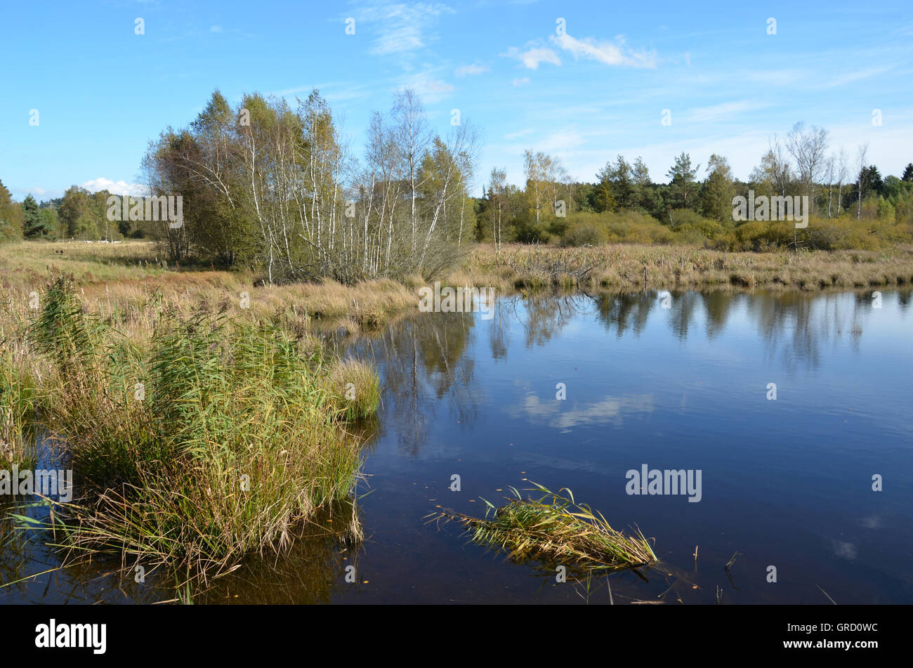 Schwenningen Villingen-Schwenningen, Moss, la renaturation de Moor, Bade-Wurtemberg, Allemagne, Europe Banque D'Images