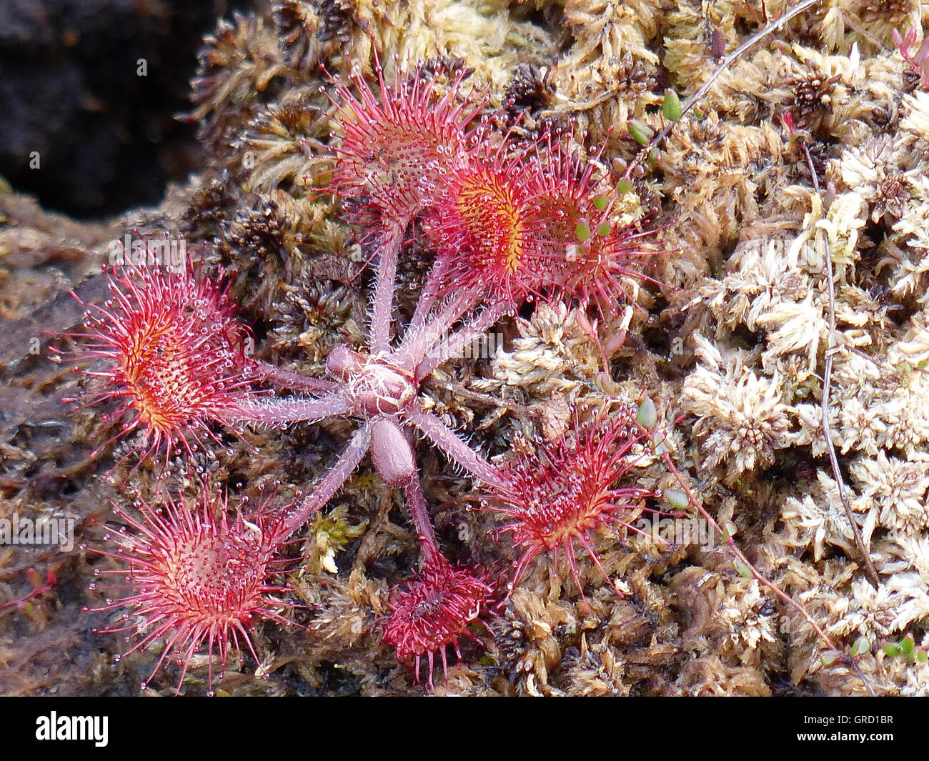 Le rossolis commune, plante carnivore, Drosera rotundifolia Banque D'Images