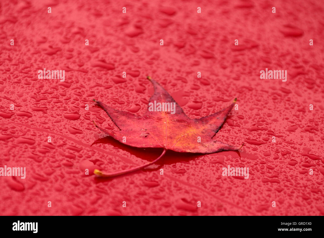 Impressions d'automne avec une feuille d'érable rouge sur une voiture des pluies Banque D'Images