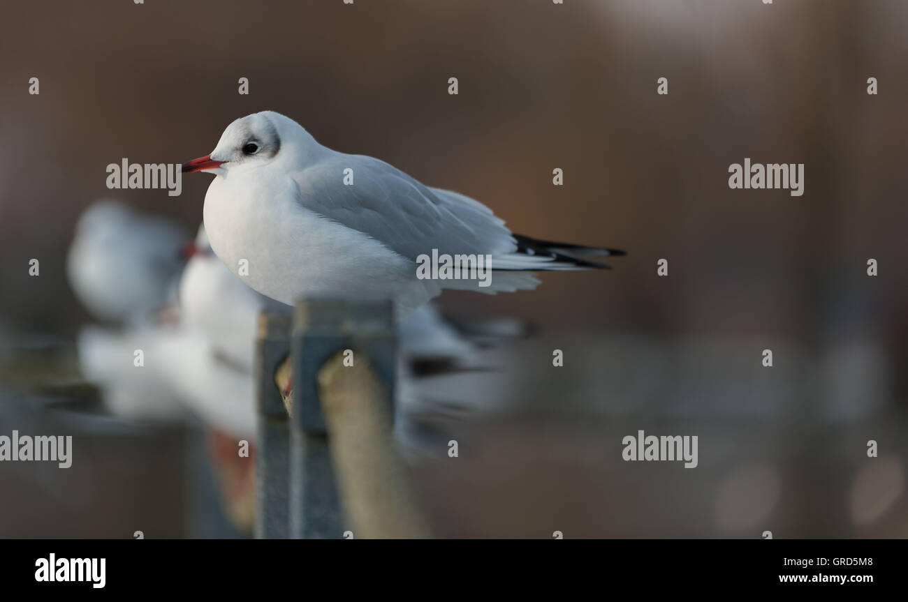 Mouette Dans le coucher du soleil Banque D'Images