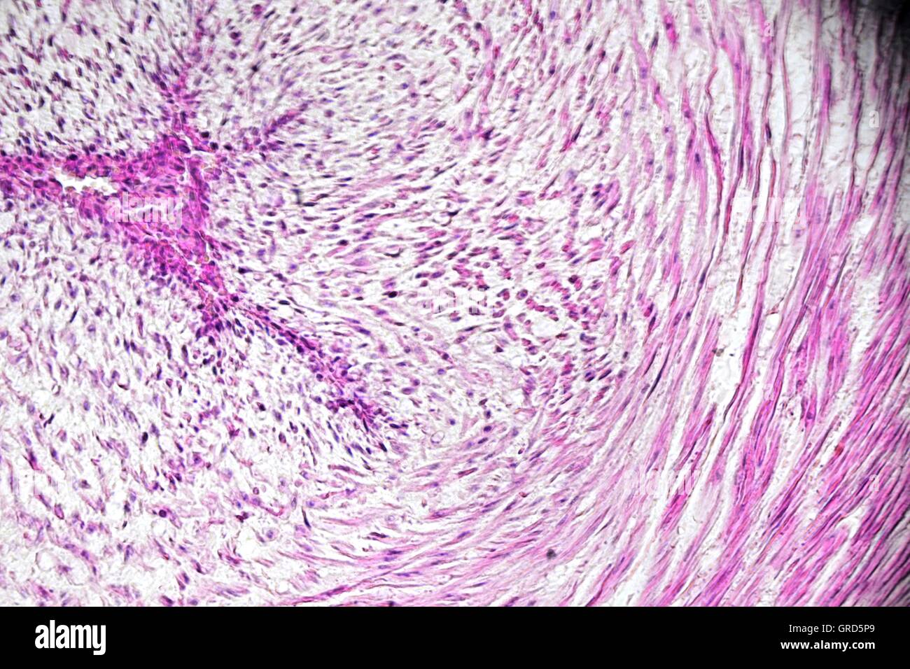 Image microscopique de veine ombilicale humaine Banque D'Images