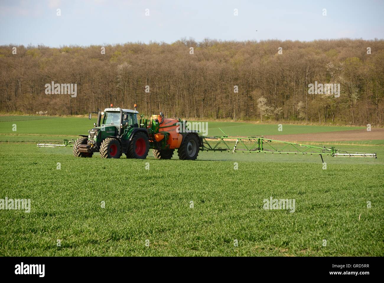 La pulvérisation de pesticides agriculteur avec tracteur sur un champ vert Banque D'Images