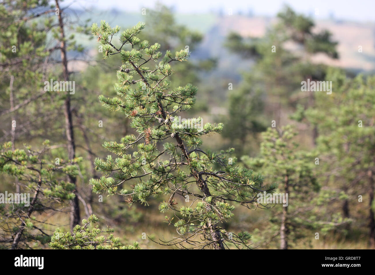 Moor dans Les Black Moor, Rhoen Banque D'Images