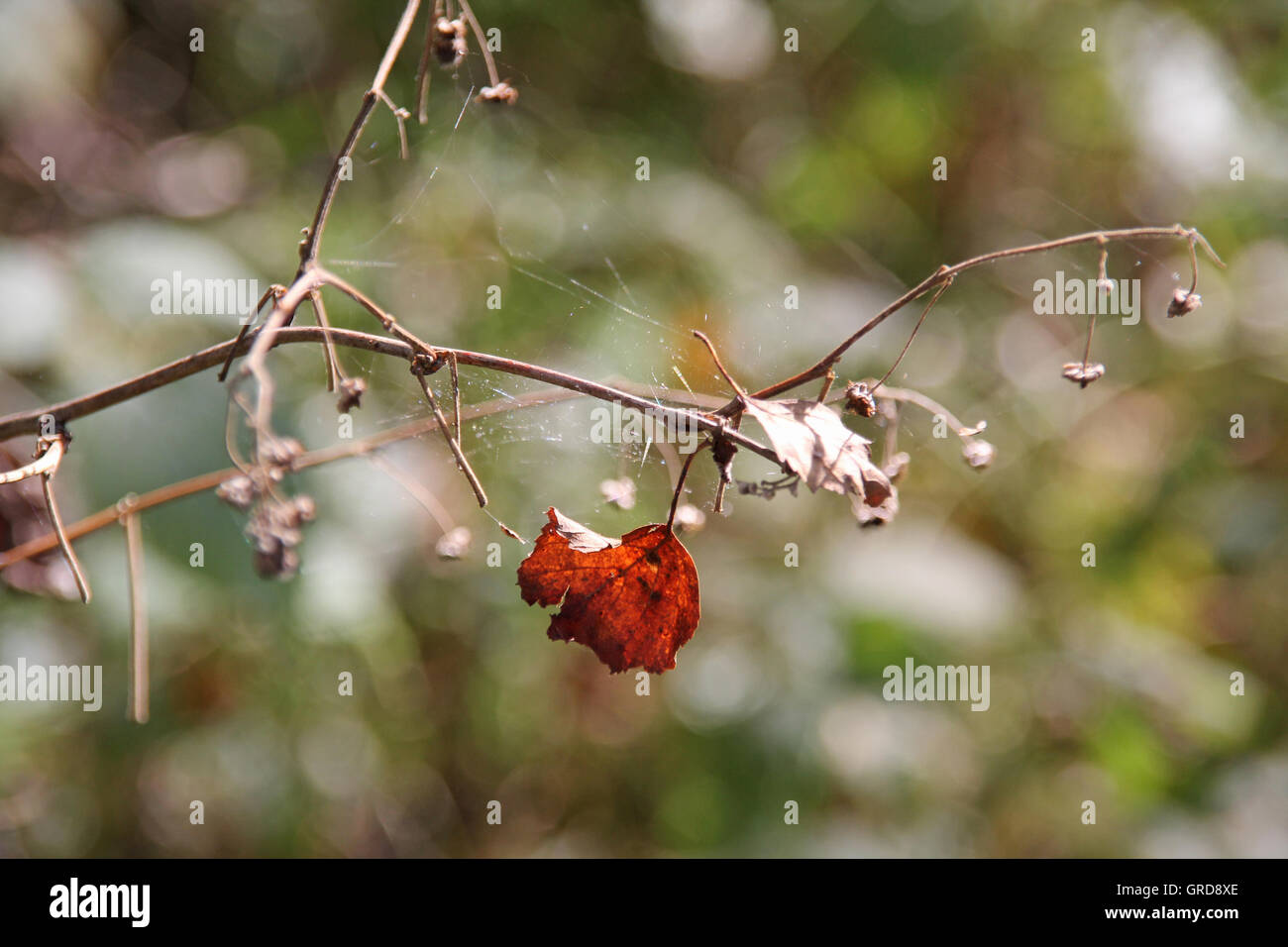 Dans Schwenninger Moos, les restes de la feuille rouge sur une branche Banque D'Images