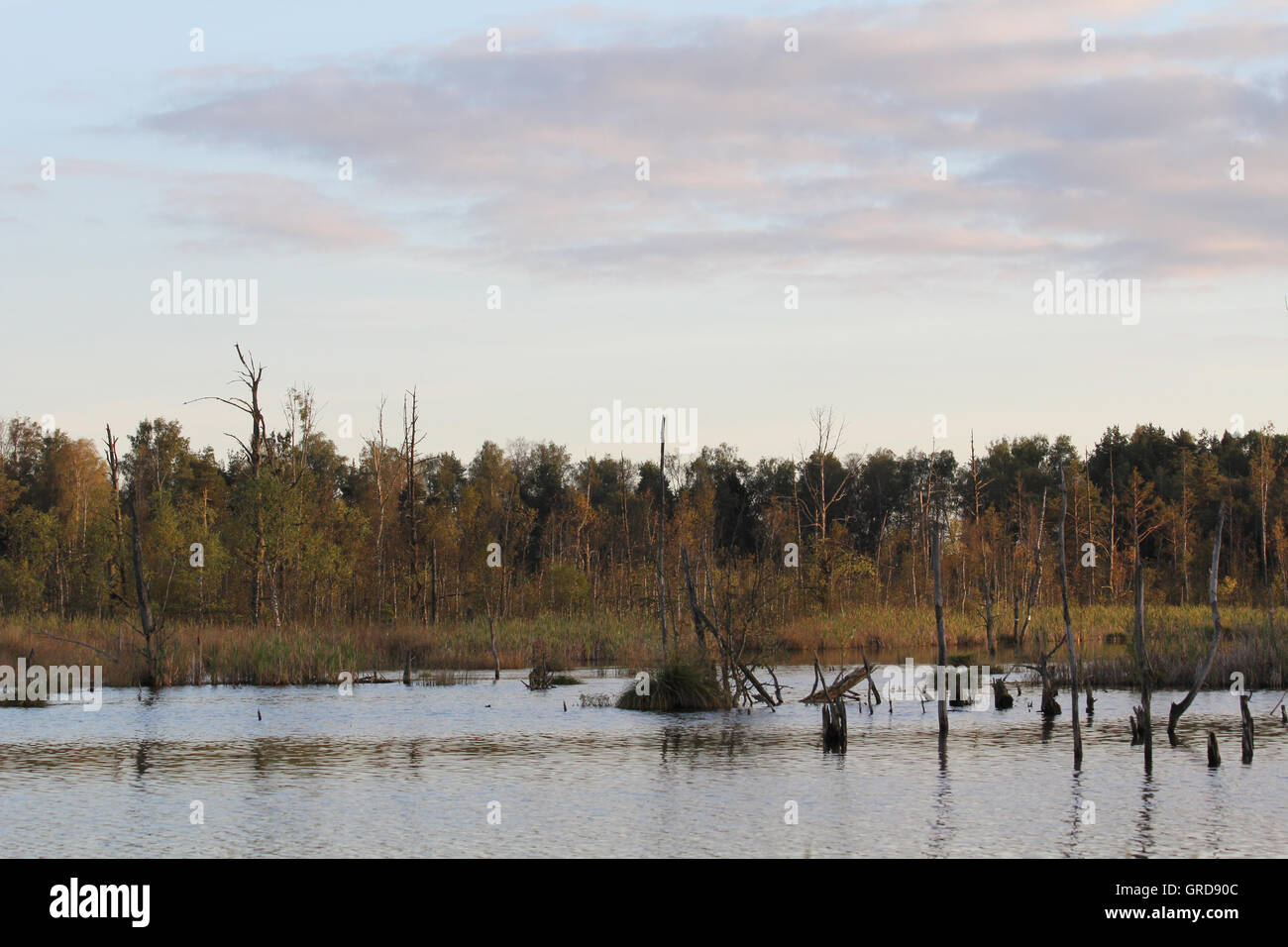 La renaturation dans Moss Schwenninger Banque D'Images