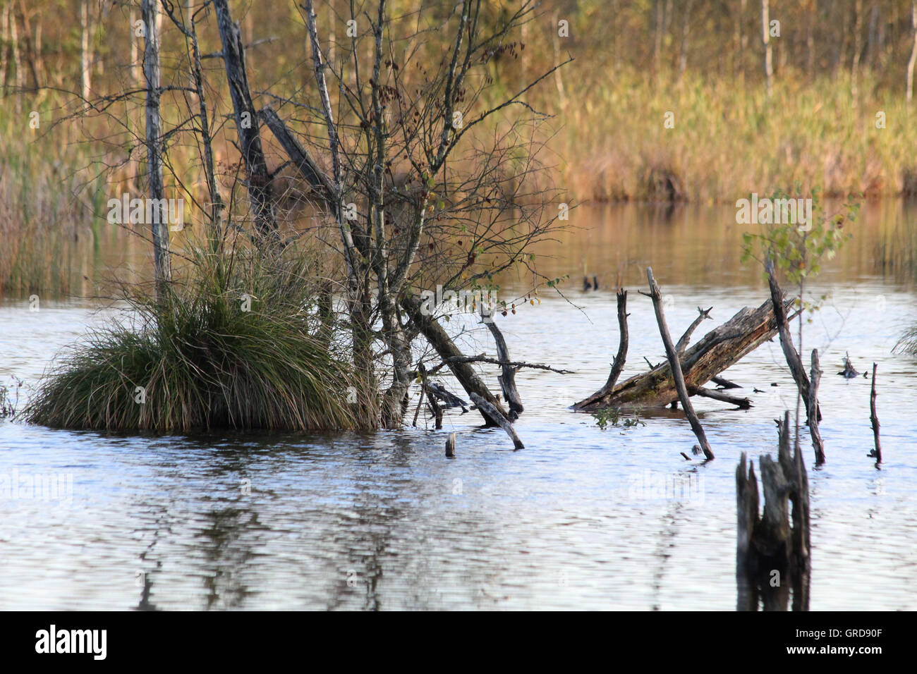 La renaturation de Schwenninger Moss Banque D'Images