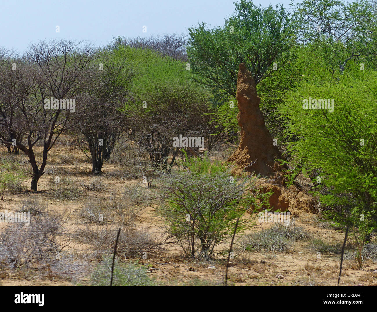 Termitière entoure un arbre Banque D'Images
