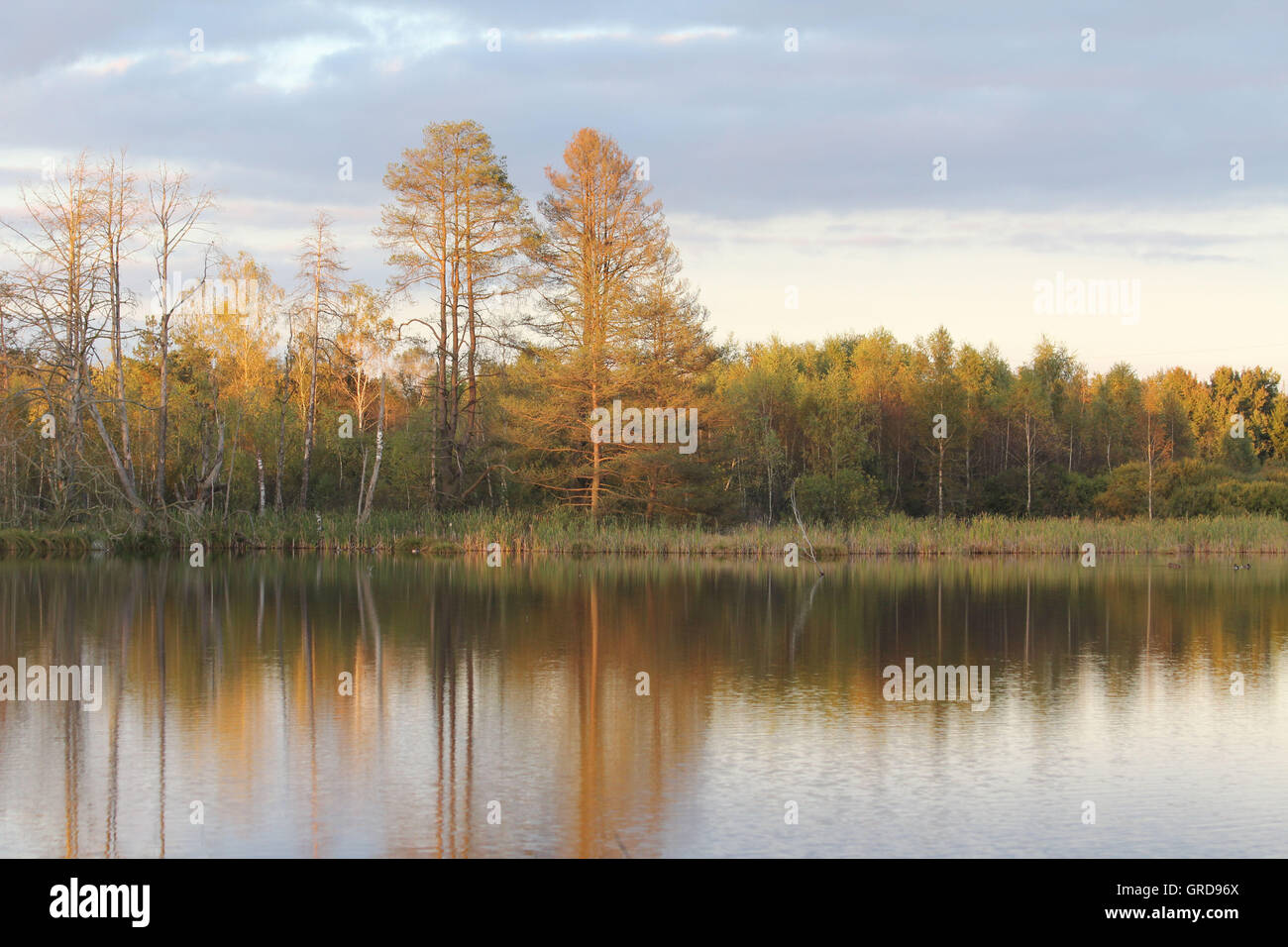 En automne Schwenninger Moss Banque D'Images