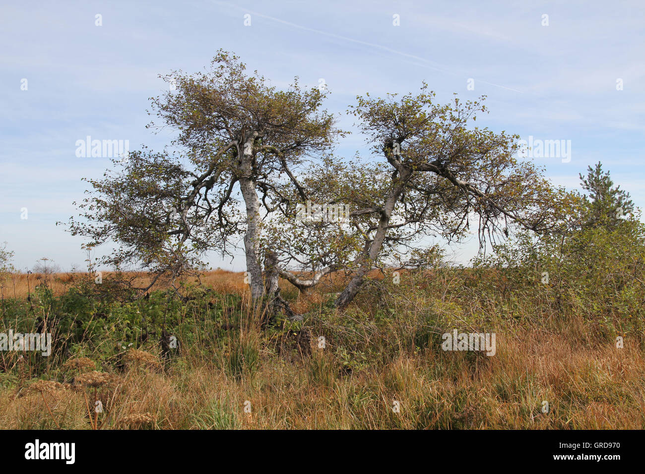 Hornisgrinde, Forêt-Noire Banque D'Images