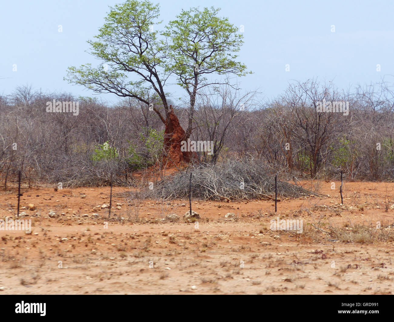 Termitière entoure un arbre Banque D'Images