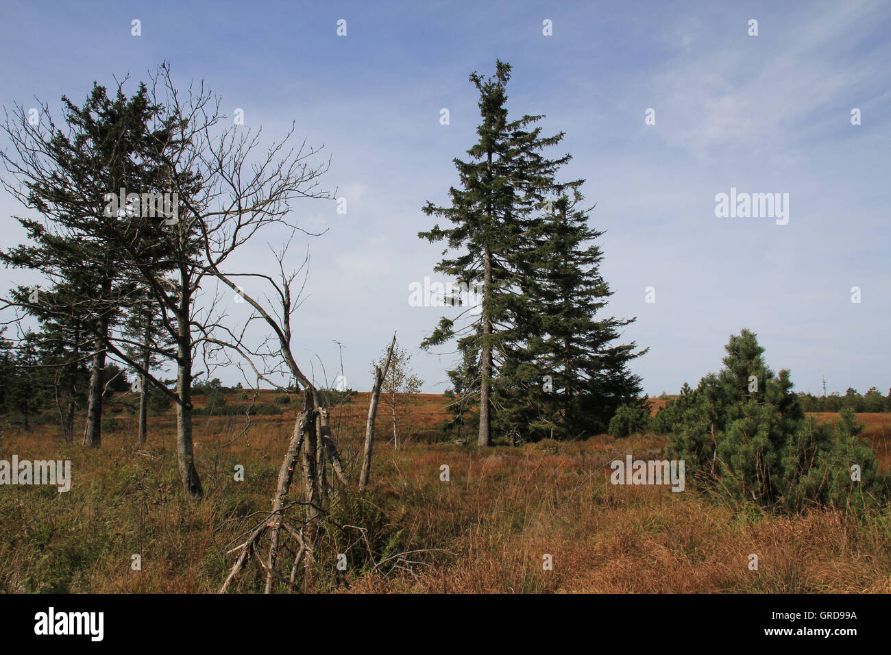 Hornisgrinde, Forêt-Noire Banque D'Images