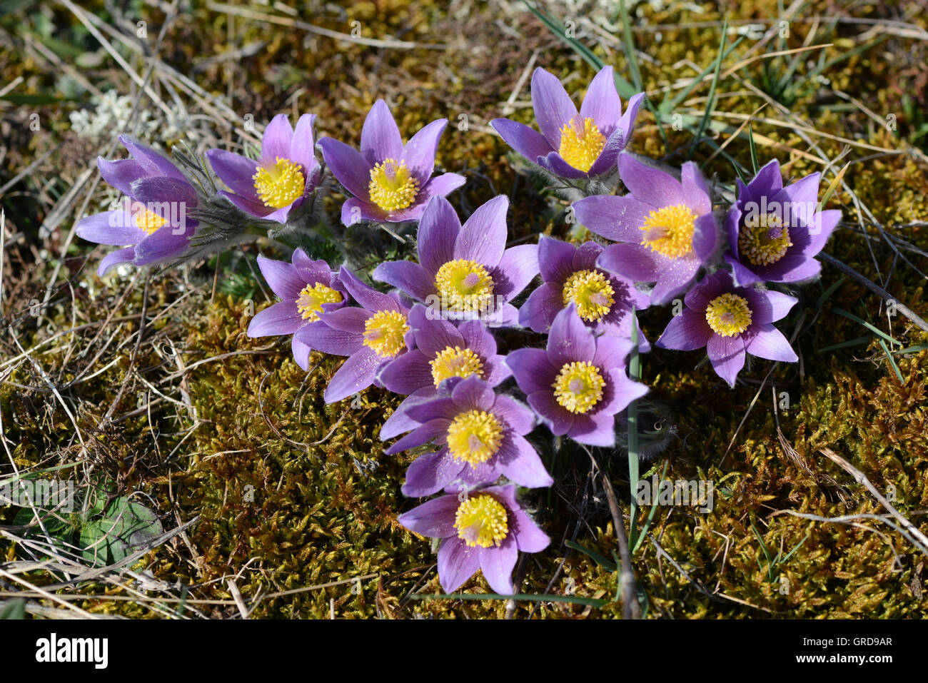 Pasqueflowers sauvages sous protection, Pulsatilla Banque D'Images