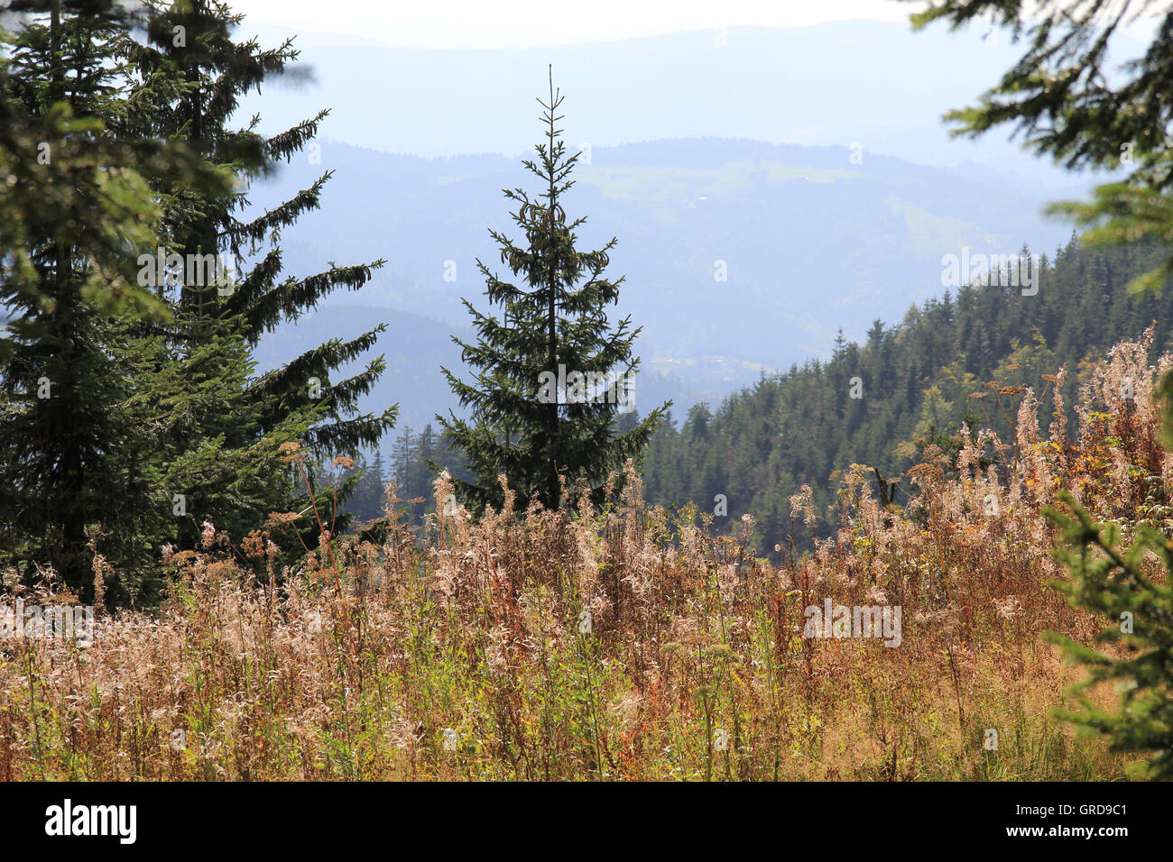 Forêt Noire Banque D'Images
